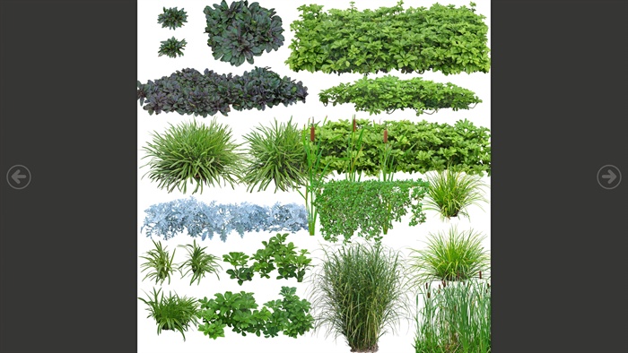 花草及绿篱高清植物素材