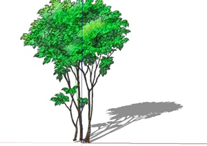 一棵景观树2d素材SU(草图大师)模型