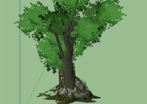 一棵热带雨林植物SU(草图大师)模型素材