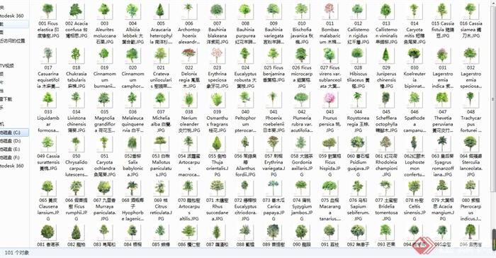 100张园林景观手绘植物图片(5)