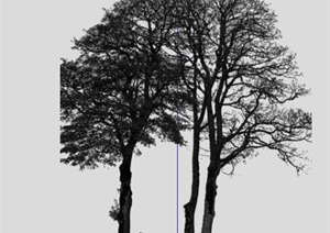 设计素材之景观植物古树SU(草图大师)模型