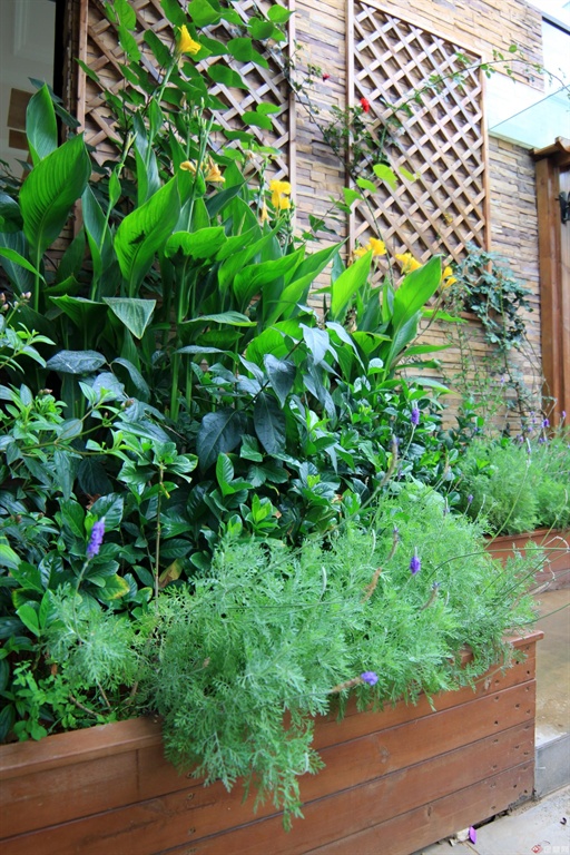 薰衣草、栀子花和美人蕉布置的花园植物，具有很好的层次感和观赏效果。