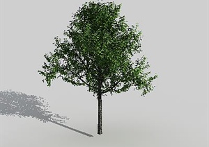 景观植物乔木素材3DMAX模型