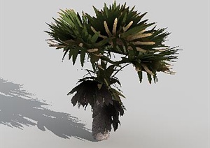 某园林植物棕榈树3DMAX模型素材