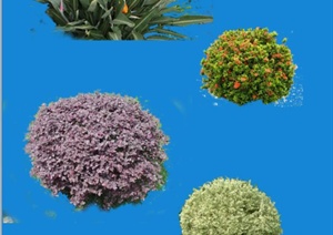 四棵灌木植物PSD素材