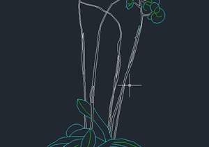一株盆栽兰花的CAD立面图