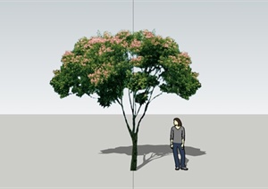一棵观花植物的SU(草图大师)模型素材