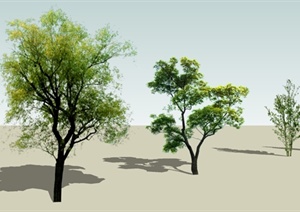 三棵常绿树木SU(草图大师)植物素材