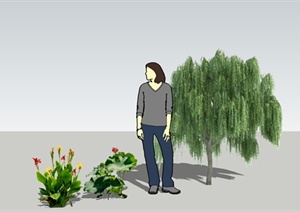 柳树及水生植物SU(草图大师)模型