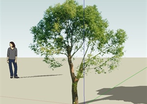 一棵常绿树木SU(草图大师)植物模型