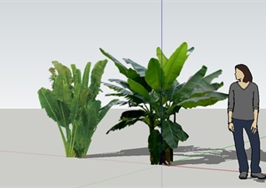 两棵热带植物芭蕉树设计SU(草图大师)模型