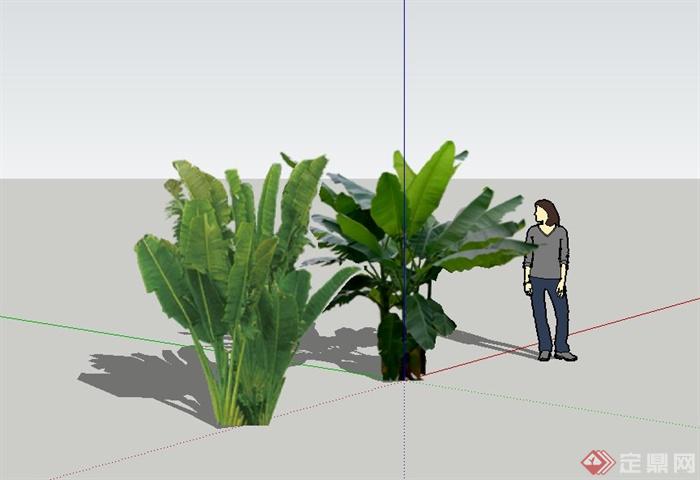 两棵热带植物芭蕉树设计SU模型(2)