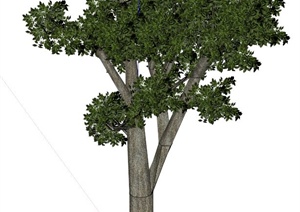 一个树的SU(草图大师)模型素材