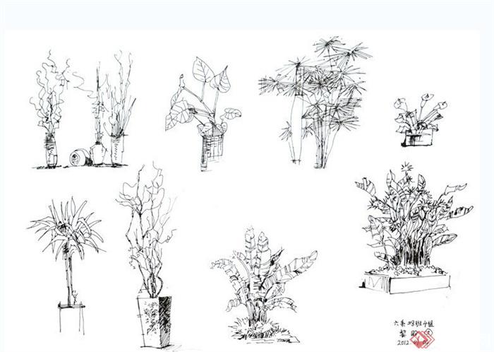 多张植物手绘线稿JPG图纸(5)