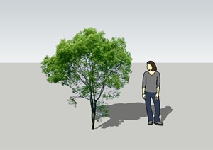 一棵常绿树的SU(草图大师)模型素材