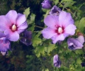 紫色花朵,一株花卉植物,特写,夏季
