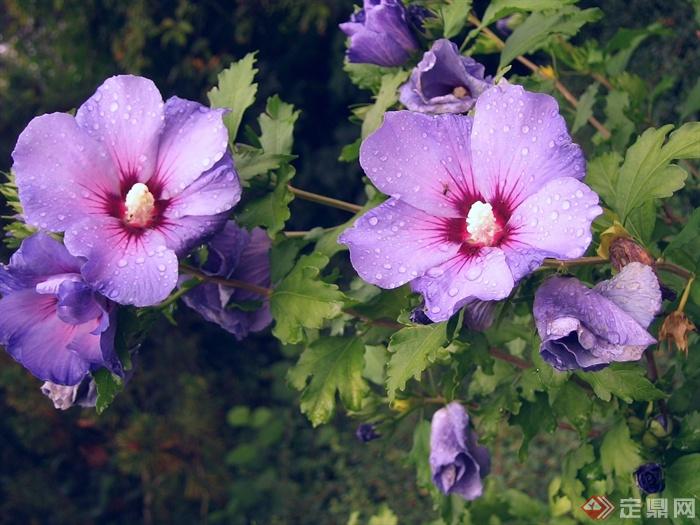 紫色花朵,一株花卉植物,特写,夏季紫色木槿花