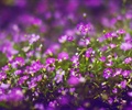 紫色花卉,花朵,特写