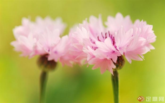 两朵粉色花朵,特写粉色矢车菊