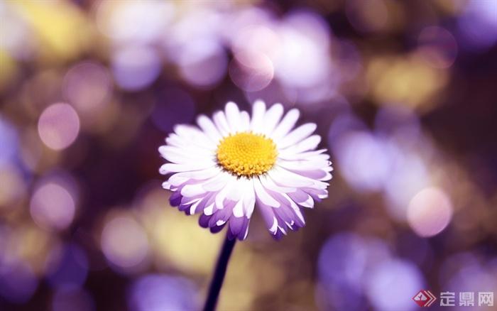 花朵,花卉,特写,春季紫色菊花