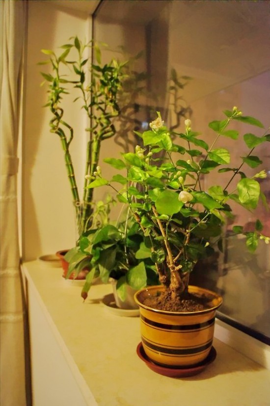 窗台,盆栽,植物