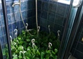 浴室,淋浴器,植物,绿萝