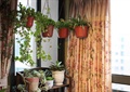 植物架,吊篮,窗帘