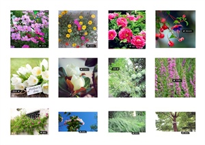 常见花灌木、乔木、花卉植物JPG图片