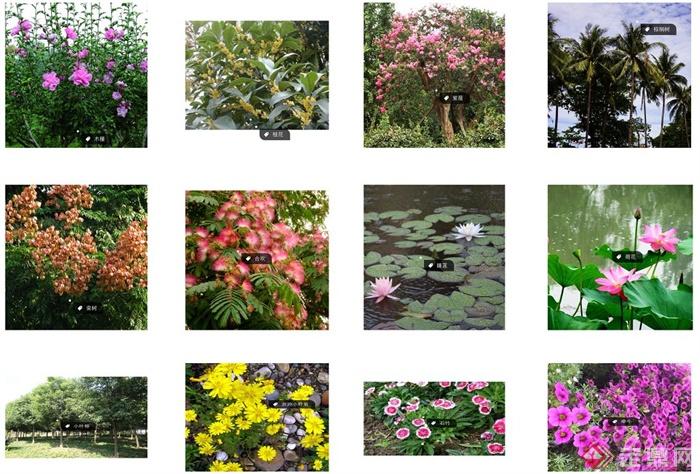常见灌木花卉图片名称图片