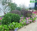 安康屋顶花园景观绿化设计工程