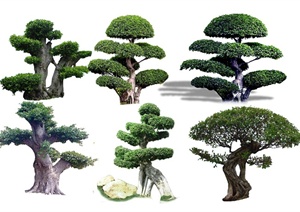 六棵造型树的psd素材
