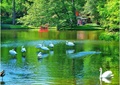 生态水池,绿化景观