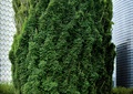 藤蔓植物,植物墙,景观柱