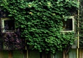 植物墙,藤蔓植物