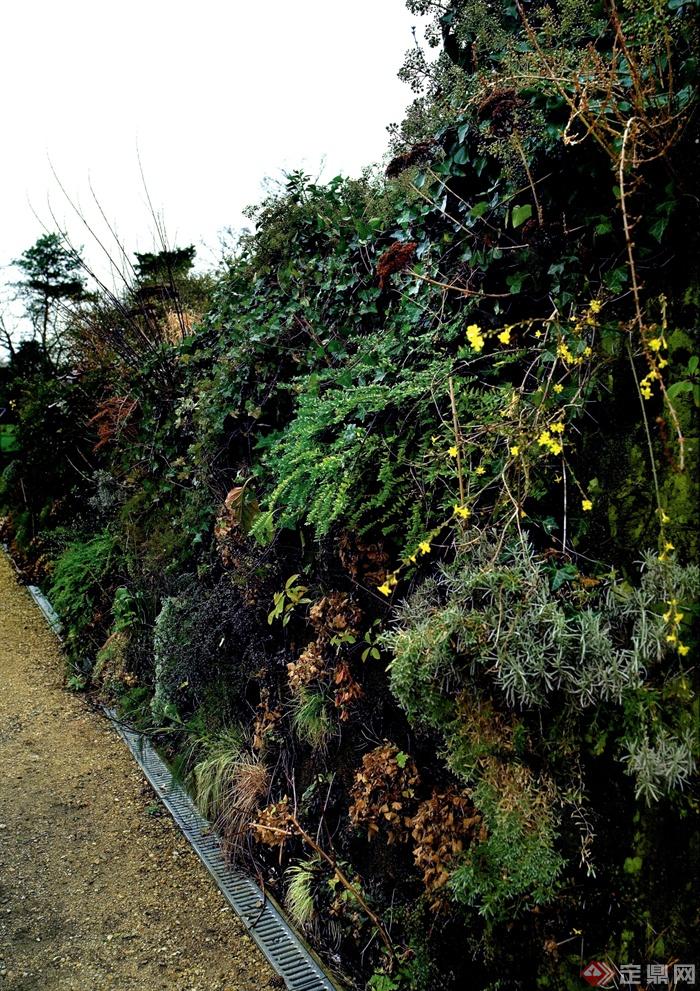 植物墙,垂直绿化