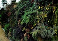 植物墙,垂直绿化
