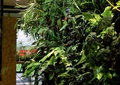 植物景墙,植物,水池,水生植物