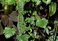 植物墙,垂直绿化,蕨类植物
