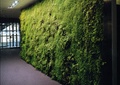 植物墙,藤蔓植物