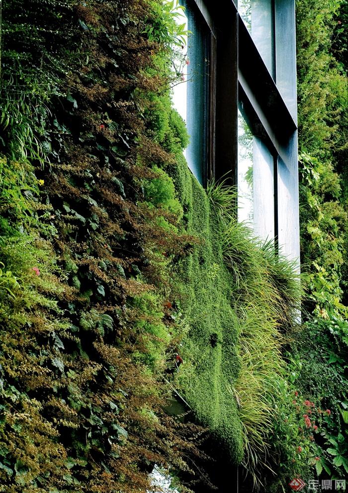 植物墙,垂直植物