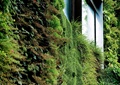 植物墙,垂直植物