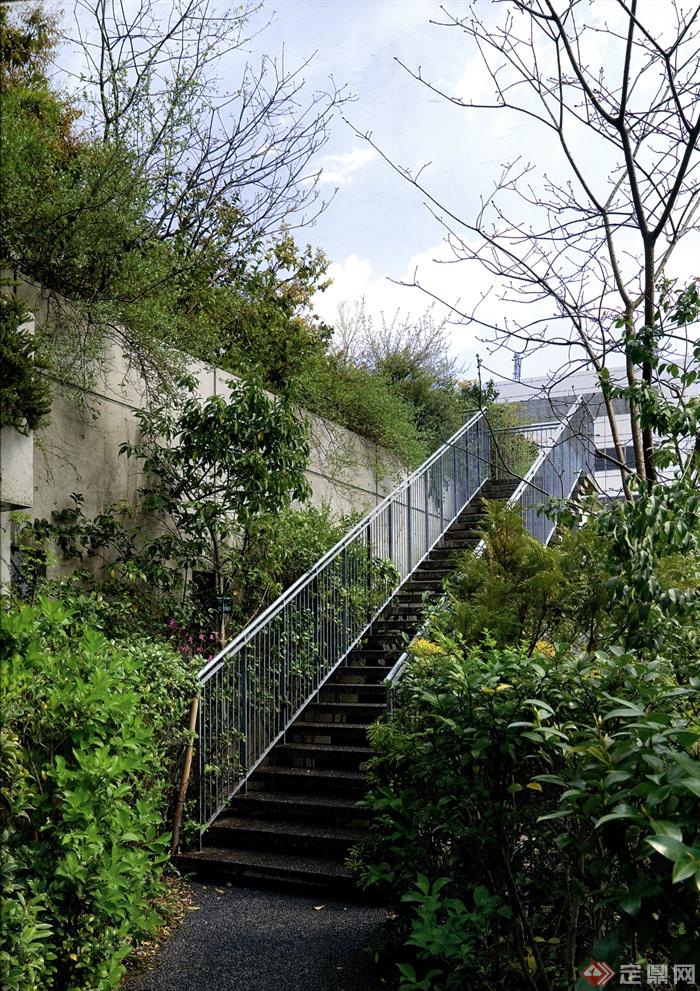 楼梯,植物