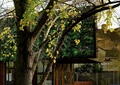 垂直花园,植物屋顶,乔木,栏杆
