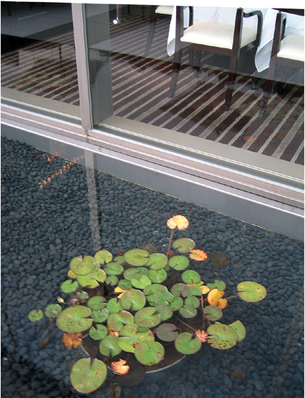 卵石池,植物睡莲
