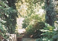 花架,水景,藤蔓植物,台阶