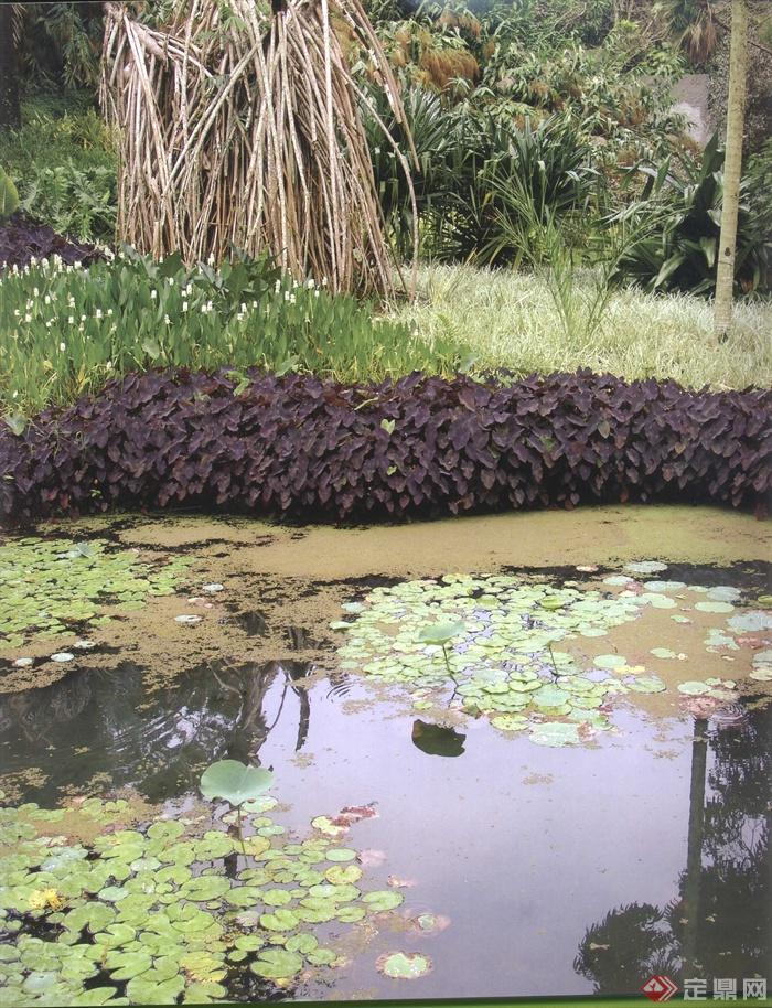 水池,花卉植物