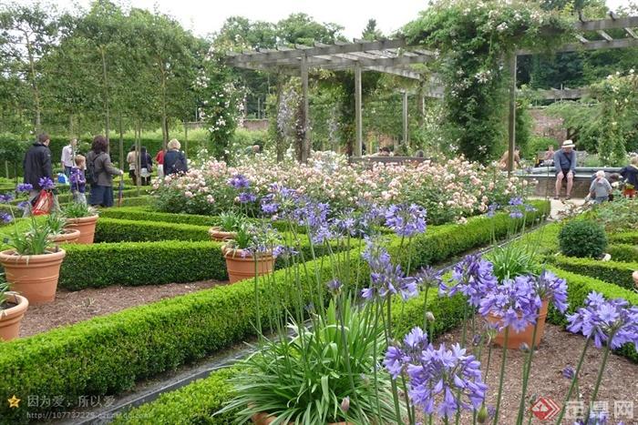 公园景观,花架,花卉植物,花钵紫罗兰