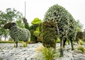 植物雕塑,地面铺装