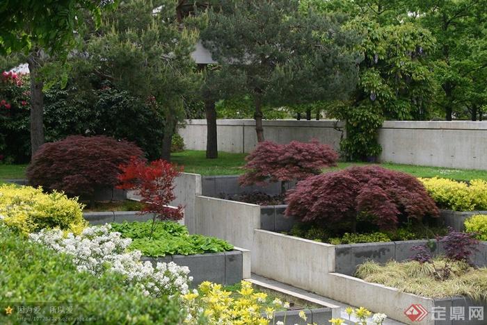 层叠式花池,种植池,景观植物,矮墙红枫