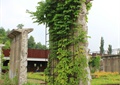 植物墙,垂直绿化,藤蔓植物